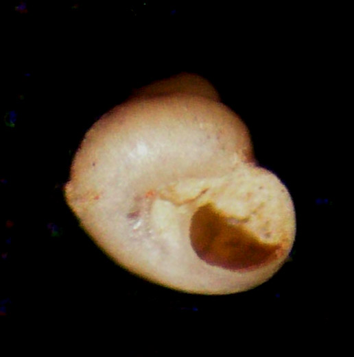 Lissotesta turrita